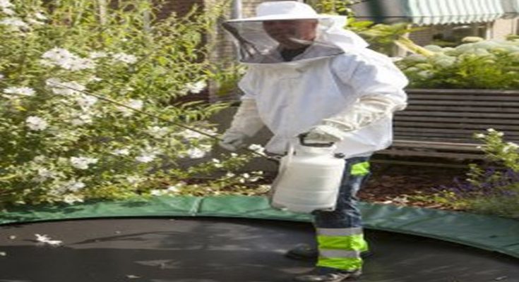 Pest Control Mastery: Eradicating Rats Effectively