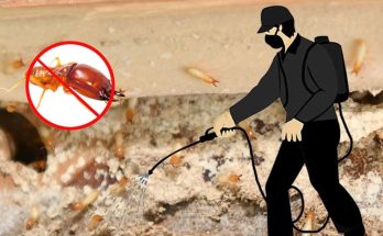 Safe Pest Prevention Tactics