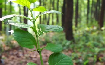 Discovering the Benefits of Bali Kratom