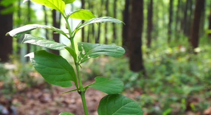 Discovering the Benefits of Bali Kratom